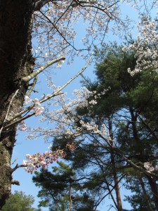 木桜の